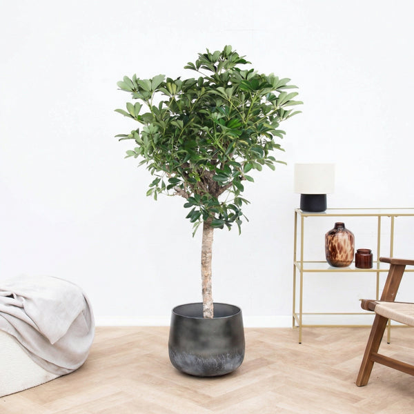 Schefflera Gold Capella op stam - 170 cm kopen bij Green Bubble