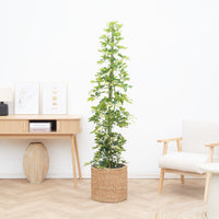 Schefflera Gold Capella struik - 190cm