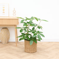 Schefflera Amate struik - 100cm