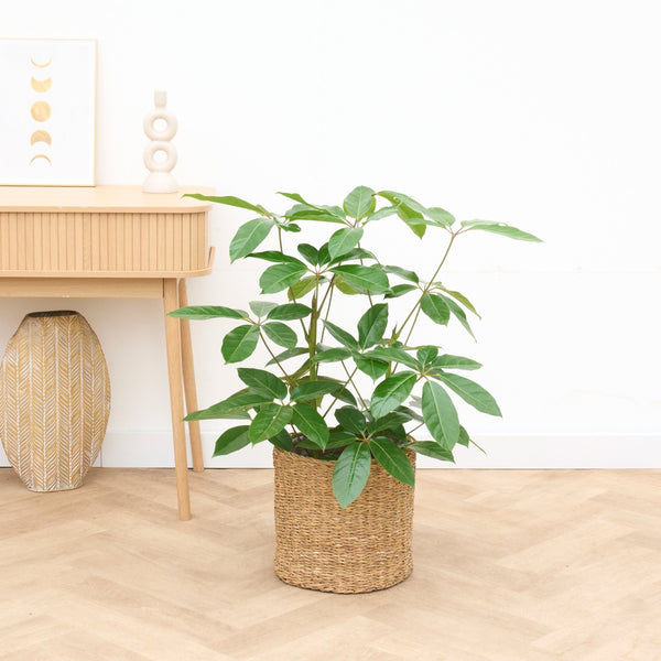 Schefflera Amate struik - 100cm kopen bij Green Bubble