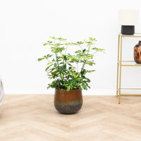 Schefflera Gold Capella arbuste - 80 cm