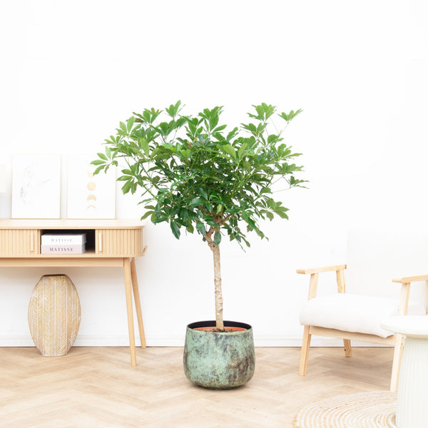 Schefflera op stam - 150cm kopen bij Green Bubble