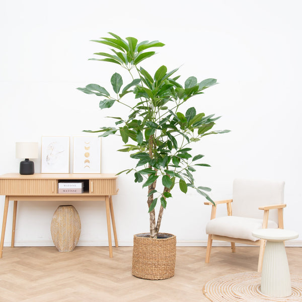 Schefflera vertakt - 210 cm kopen bij Green Bubble