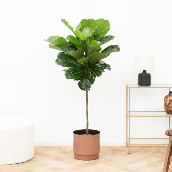 Ficus Lyrata stam - 130cm kopen bij Green Bubble