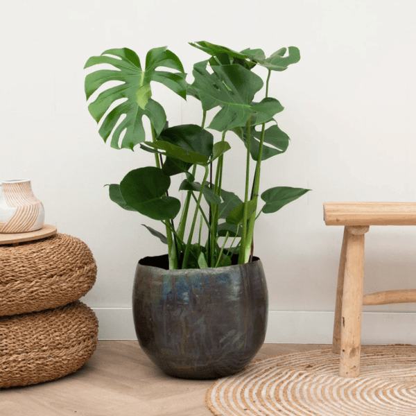 Monstera Deliciosa - 70cm kopen bij Green Bubble