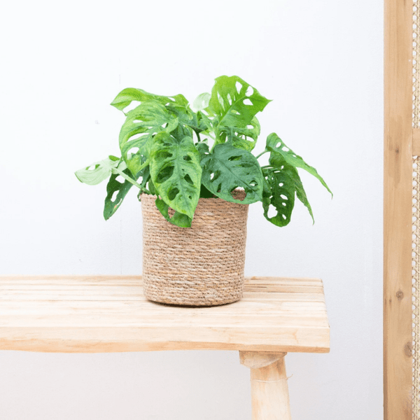 Monstera Monkey Leaf - 25cm kopen bij Green Bubble