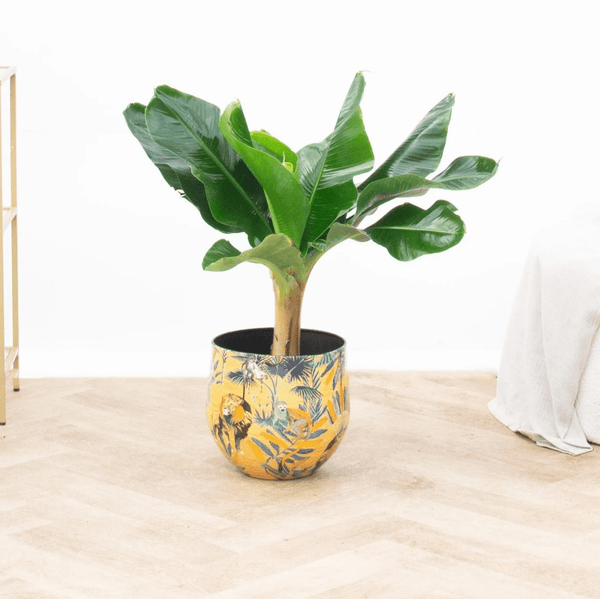 Bananenplant - 80 cm kopen bij Green Bubble
