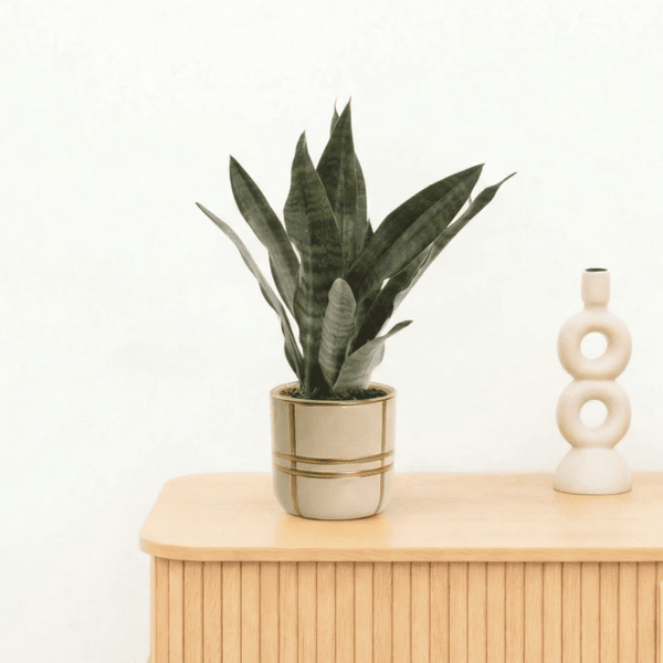 Bambino Sansevieria Black coral - 25cm kopen bij Green Bubble