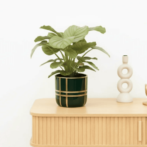 Bambino Calathea Orbifolia - 20cm kopen bij Green Bubble