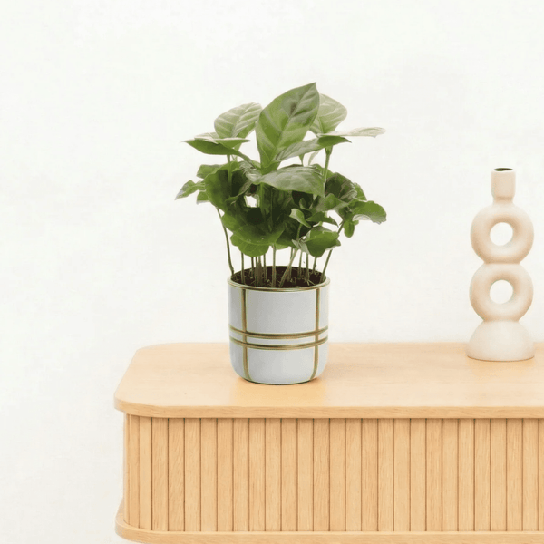 Bambino Coffea Arabica - 15cm kopen bij Green Bubble