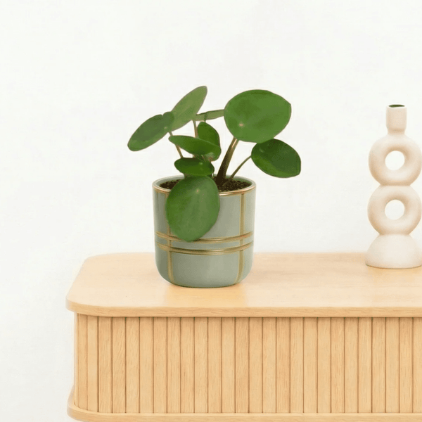 Bambino Pilea Peperomioides - 10cm kopen bij Green Bubble