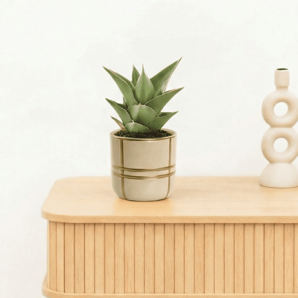 Bambino Sansevieria Samurai - 15cm kopen bij Green Bubble