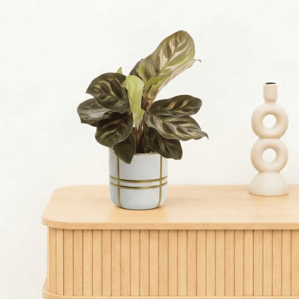 Bambino Calathea Makoyana - 15cm kopen bij Green Bubble