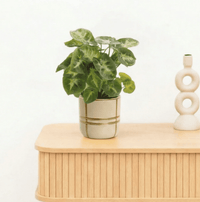 Bambino Syngonium Pixie - 15cm