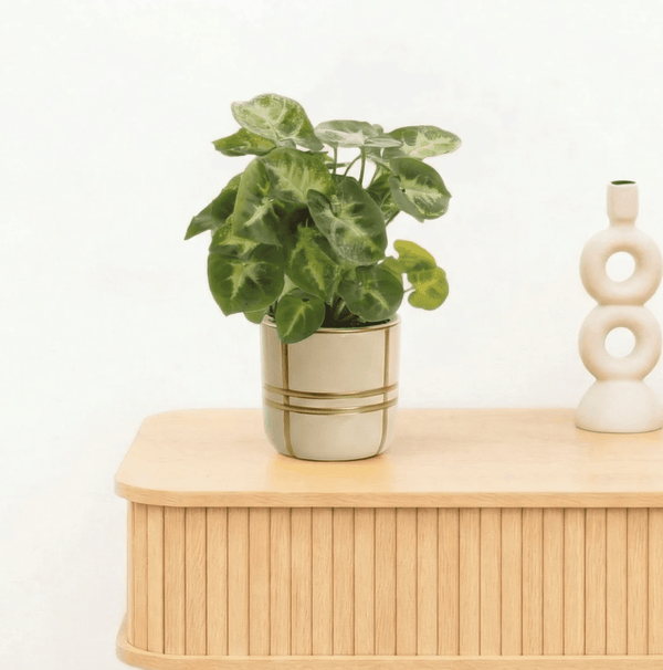 Bambino Syngonium Pixie - 15cm kopen bij Green Bubble