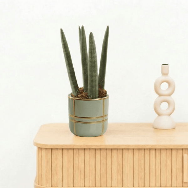 Bambino Sansevieria cylindrica 'Spaghetti' 20cm kopen bij Green Bubble