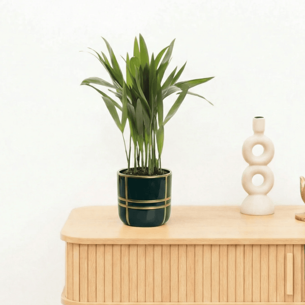 Bambino Dypsis lutescens Areca - 30cm kopen bij Green Bubble