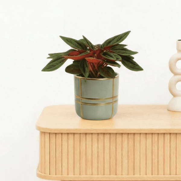 Bambino Peperomia Rosso - 10cm kopen bij Green Bubble