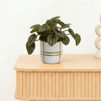 Bambino Peperomia Piccolo Banda - 10cm