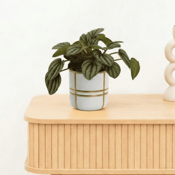 Bambino Peperomia Piccolo Banda - 10cm kopen bij Green Bubble