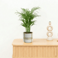 Bambino Areca Palm - 25cm