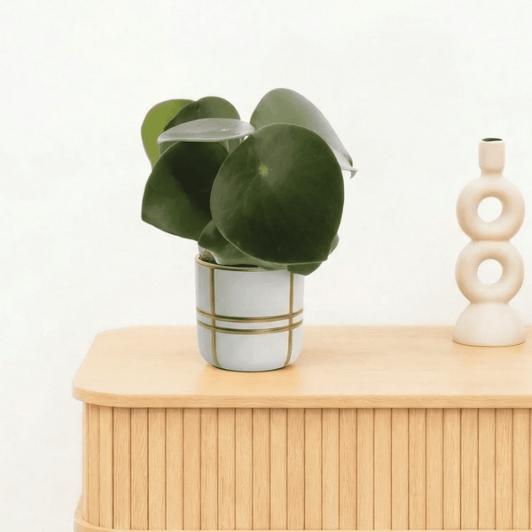 Bambino Peperomia Raindrop - 10cm kopen bij Green Bubble