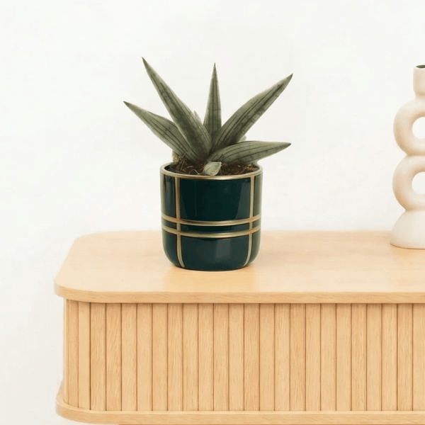 Bambino Sansevieria 'Helios Dwarf' - 20cm kopen bij Green Bubble