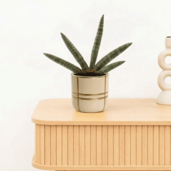 Bambino Sansevieria Skyline - 15cm kopen bij Green Bubble