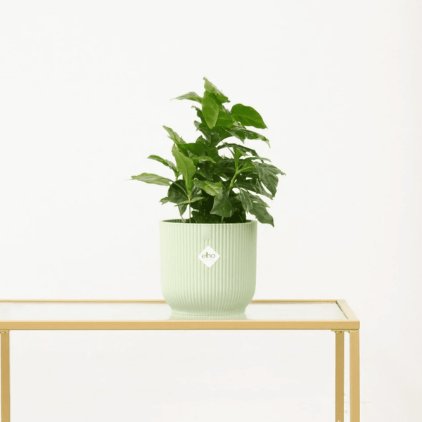 Coffea Arabica (Koffieplantje) - 15cm kopen bij Green Bubble