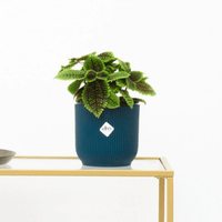 Pilea Moonvalley - 20cm