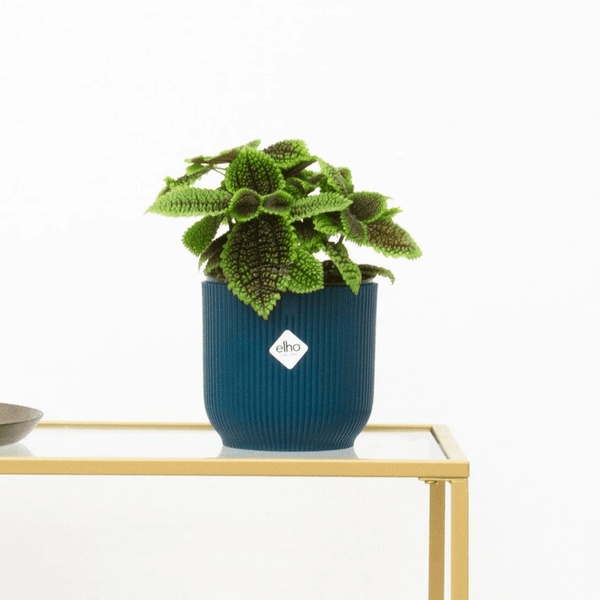 Pilea Moonvalley - 20cm kopen bij Green Bubble