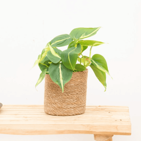 Philodendron Brasil - 20 cm kopen bij Green Bubble