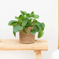 Pilea Peperomioides (Pannenkoekenplant) - 20 cm