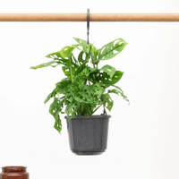 Hangplant Monstera Monkey Leaf - 40cm