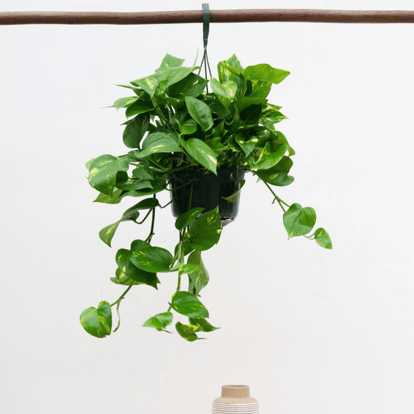 Epipremnum Aureum - 40cm kopen bij Green Bubble