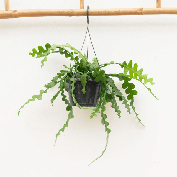 Hangplant Epiphyllum Anguliger - 35cm kopen bij Green Bubble