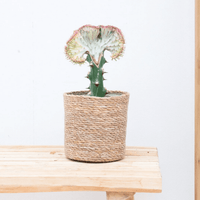 Euphorbia lactea Cristata rood - 30cm