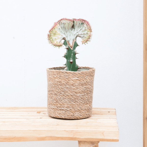 Euphorbia lactea Cristata rood - 30cm kopen bij Green Bubble