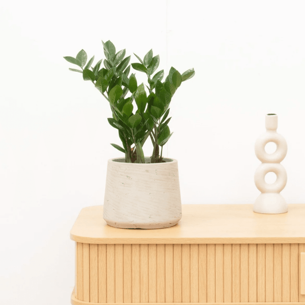 Zamioculcas - 50 cm kopen bij Green Bubble