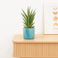 Sansevieria Starshooter - 30 cm