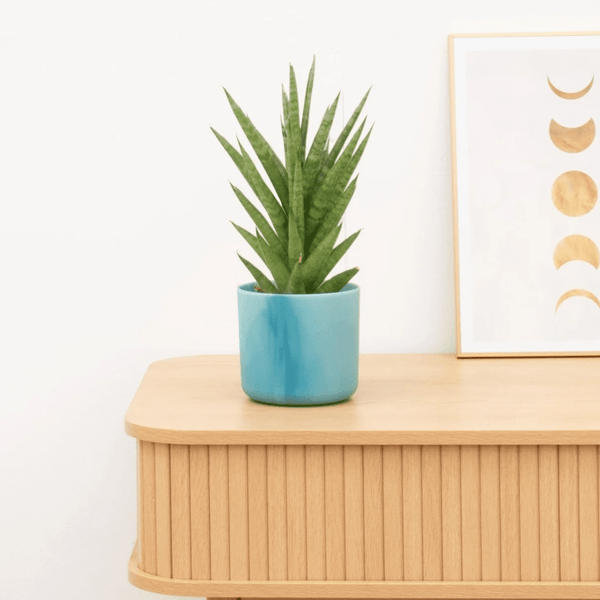 Sansevieria Starshooter - 30 cm kopen bij Green Bubble