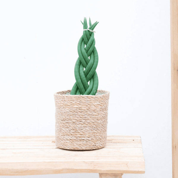 Sansevieria cylindrica 'Twist' - 40cm kopen bij Green Bubble