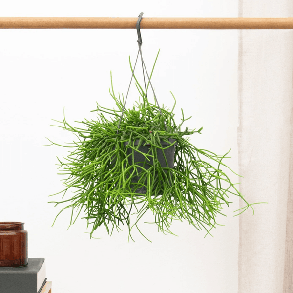 Rhipsalis Oasis hangplant - 25 cm kopen bij Green Bubble