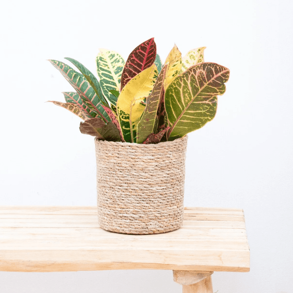 Codiaeum variegatum 'Petra' - 30cm kopen bij Green Bubble