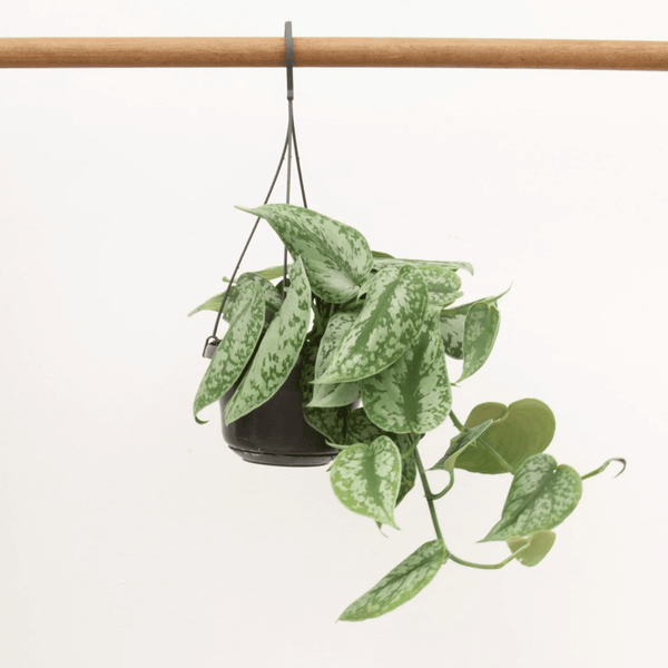 Scindapsus Pictus Trebie hangplant - 40 cm kopen bij Green Bubble