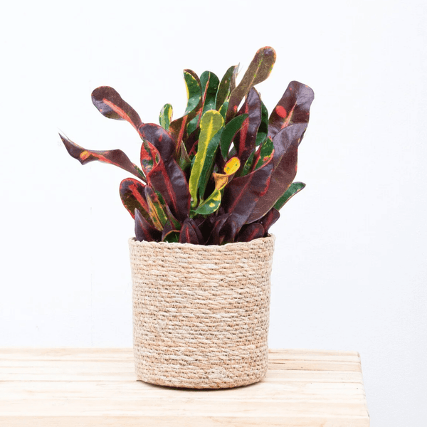 Croton Codiaeum 'Mammi' dark - 30cm kopen bij Green Bubble