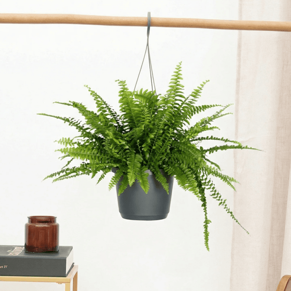 Nephrolepis Exaltata hangplant - 40cm kopen bij Green Bubble