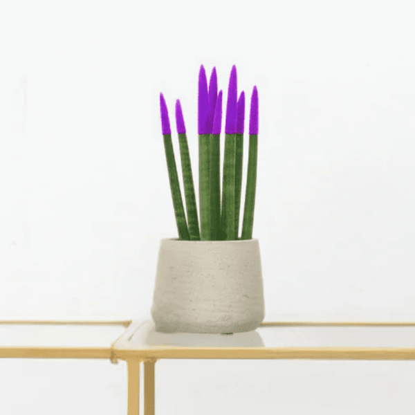 Sansevieria Cylindrica Velvet Touchz paars - 25cm kopen bij Green Bubble