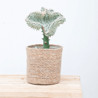 Euphorbia lactea Cristata wit - 30cm