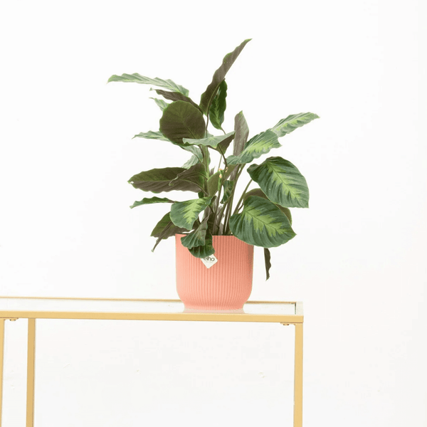Calathea Maui Queen - 35cm kopen bij Green Bubble
